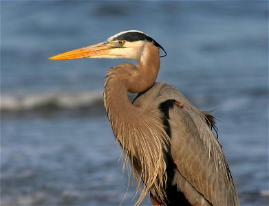 Great blue heron (Ardea herodias) on the beach of Hilton Head Island, South Carolina.