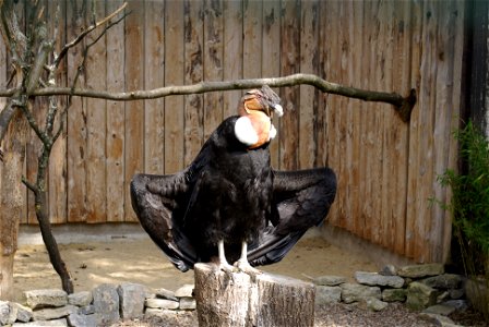 Andenkondor auf der Adlerwarte Berlebeck, Teutoburger Wald
