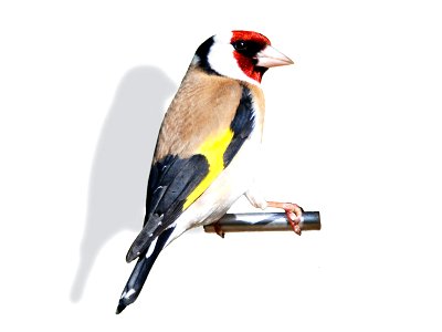 Photograph of Goldfinch. Background edited out to emphasize wing markings.