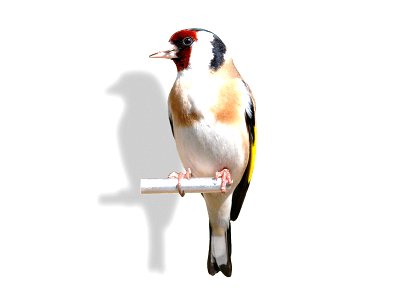 Photograph of Goldfinch. Background edited out to emphasize markings.