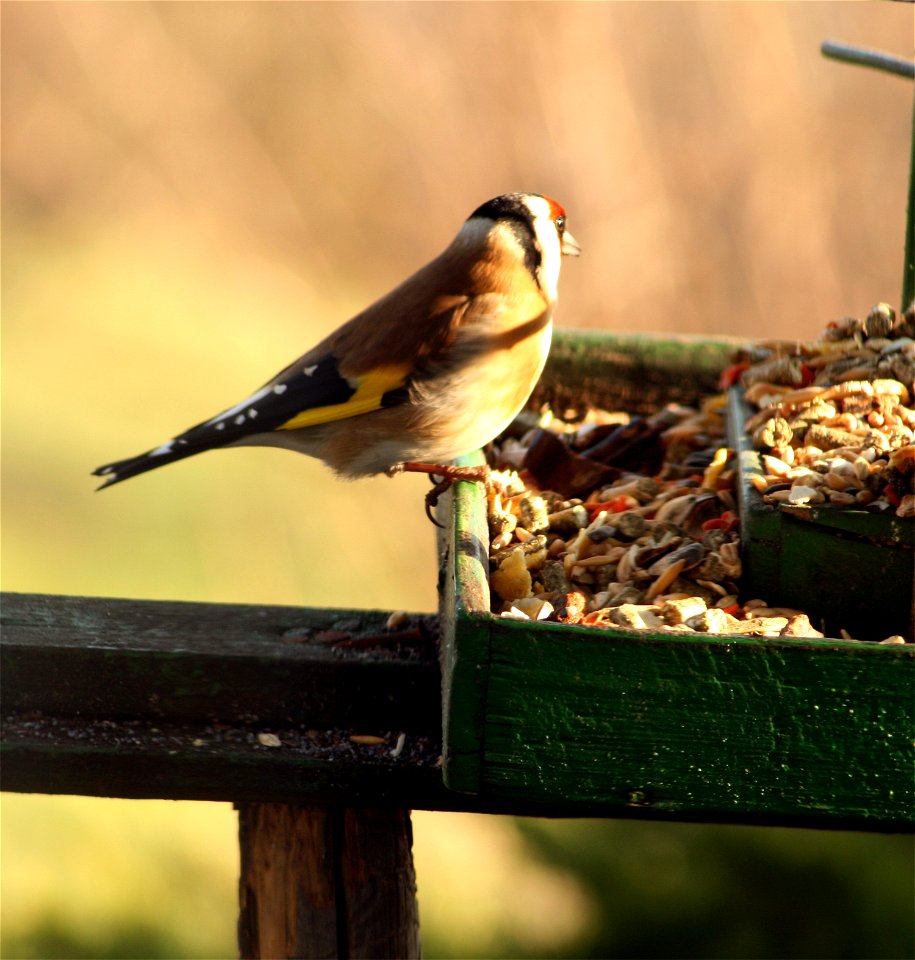 European Goldfinch, Jaroměř, Czech Republic