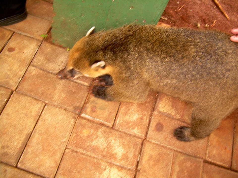 Quati nas Cataratas