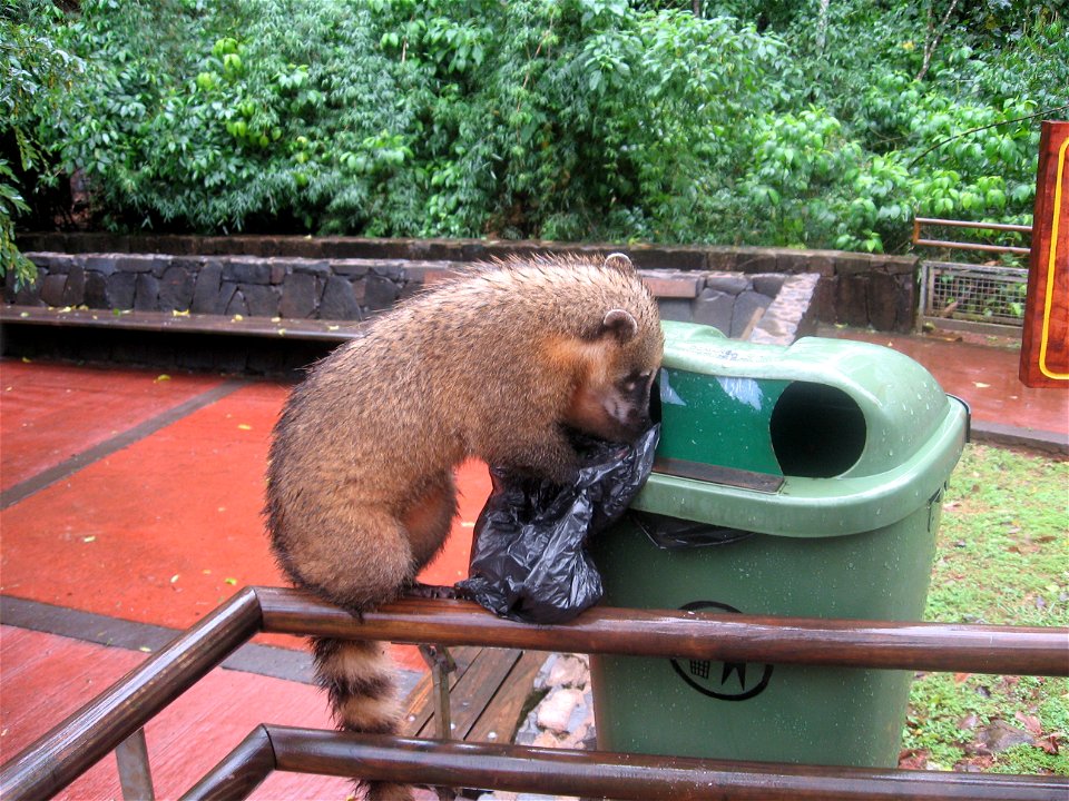 Nasenbär (Nasua sp.) im Nationalpark Iguazu, Argentinien.