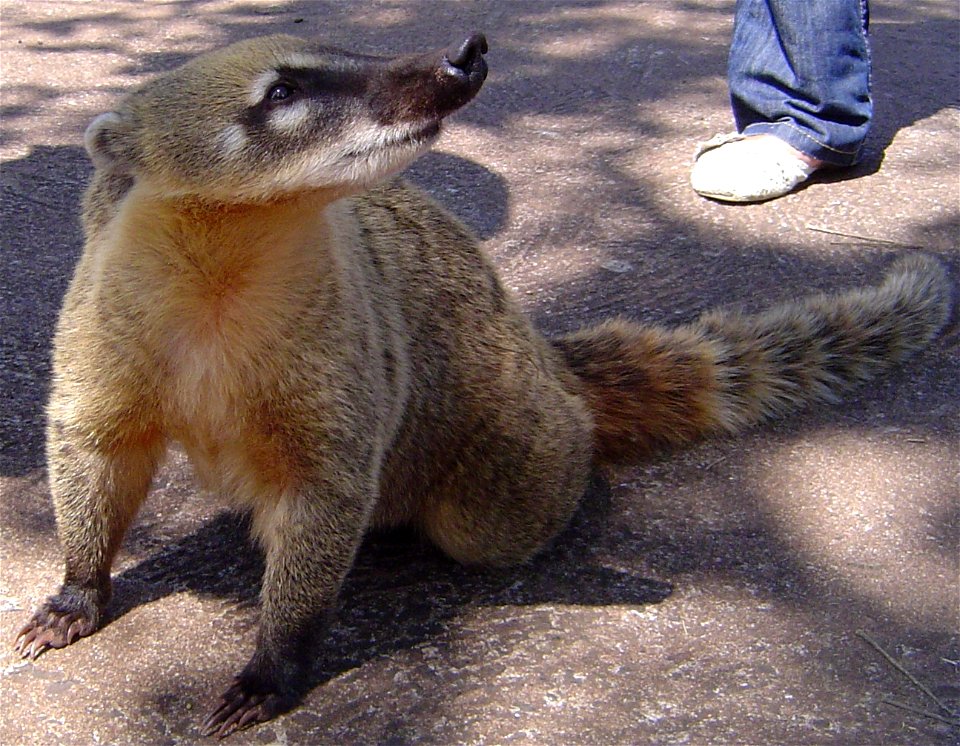 Coatí, especie que habita en el Parque Nacional Iguazú.