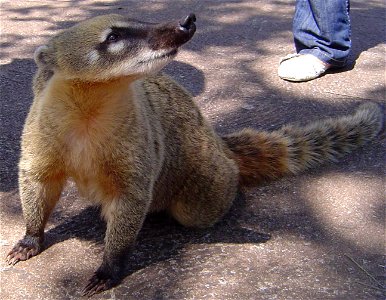 Coatí, especie que habita en el Parque Nacional Iguazú.