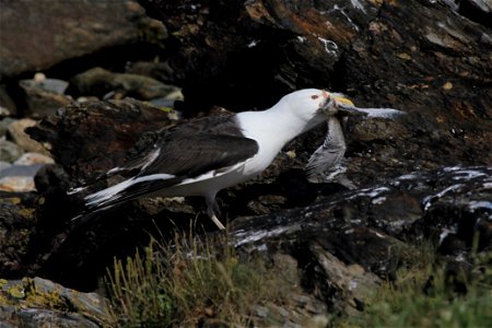 Metinic Island, Maine Coastal Islands NWR. Summer with the Seabirds blog: http://mainecoastalislands.wordpress.com/2010/07/23/metinic-island-a-glimpse-into-our-nesting-season/ Credit: Brette Soucie photo