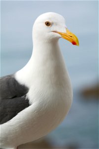 Great Blacked Backed Gull