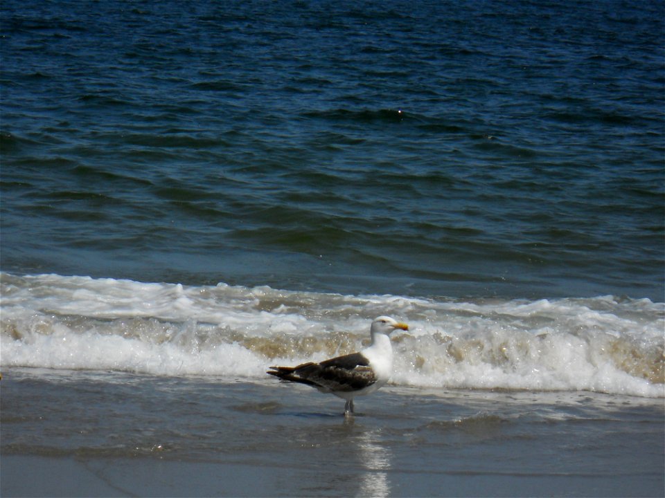Great Black-backed Gull Larus marinus at Sandy Point State Reservation, Ipswich US-MA.