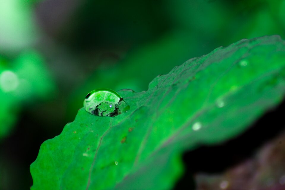 Environmental plant moisture