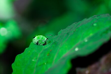 Environmental plant moisture