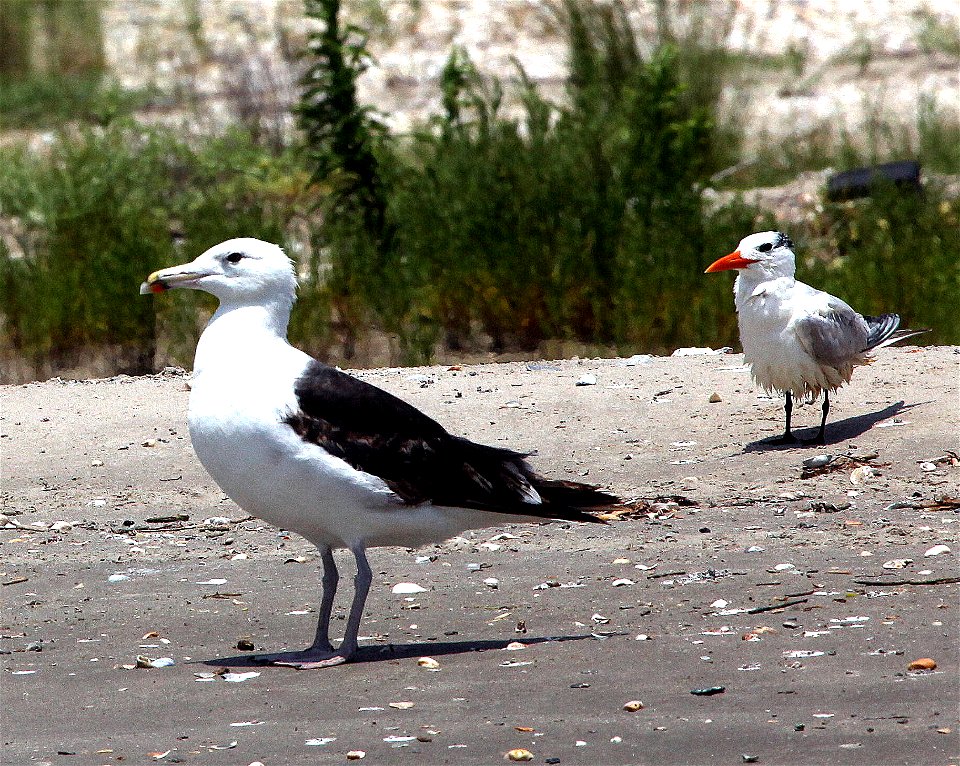 Greater black back gull & royal tern near Port Fourchon La. July 11, 2010.  It was extremely unusuall to see the black back gull at his location at this time.  Photo by Tom MacKenzie, U.S. Fish an