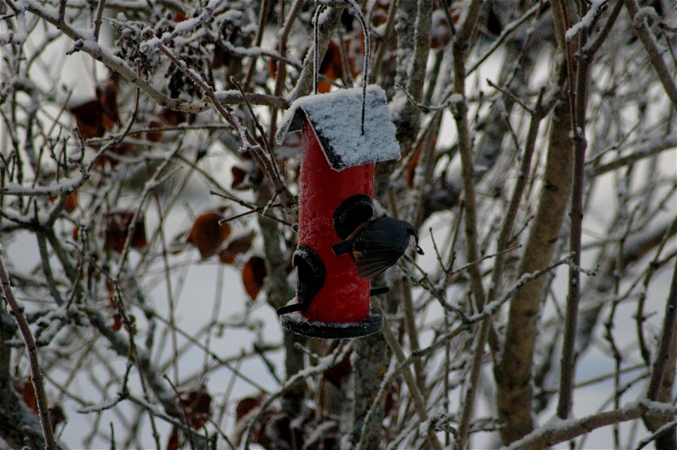 A Sitta Europaea in Jonkoping, in Sweden.