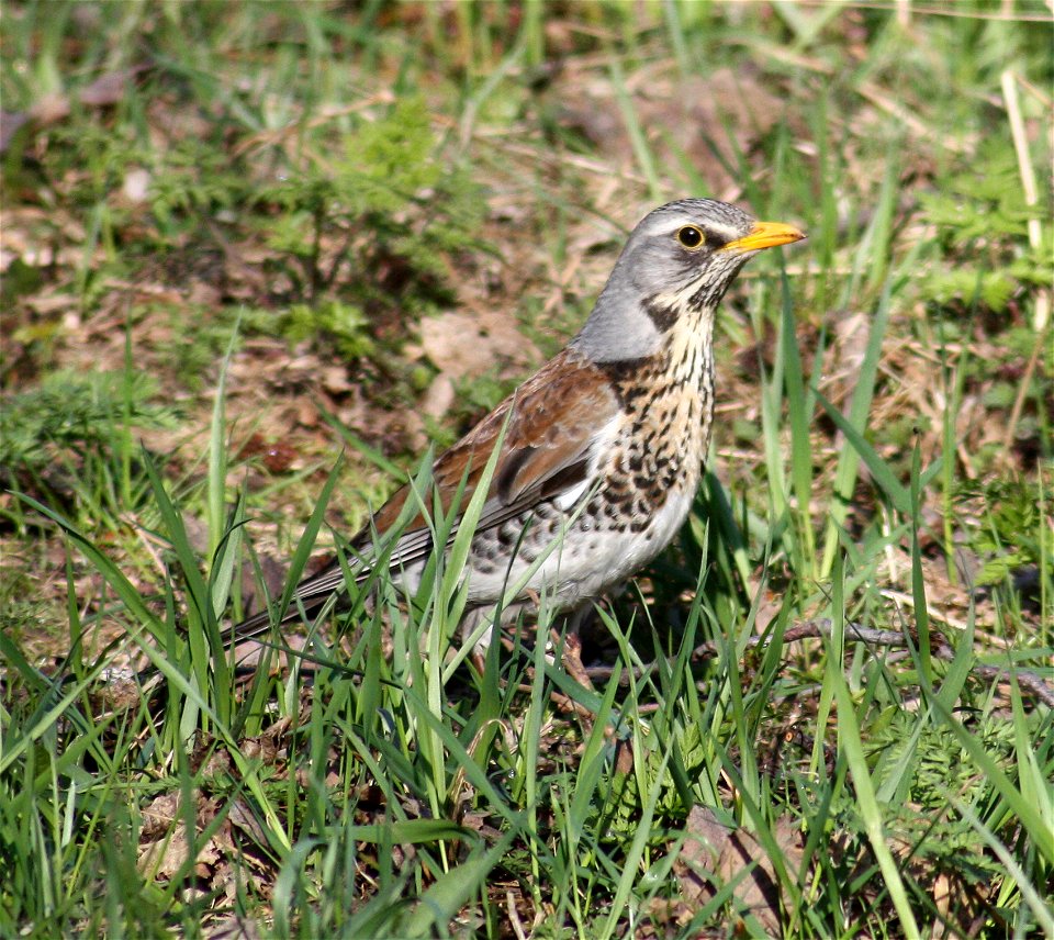 Fieldfare (Turdus pilaris) in Hupisaaret Islands park in Oulu.