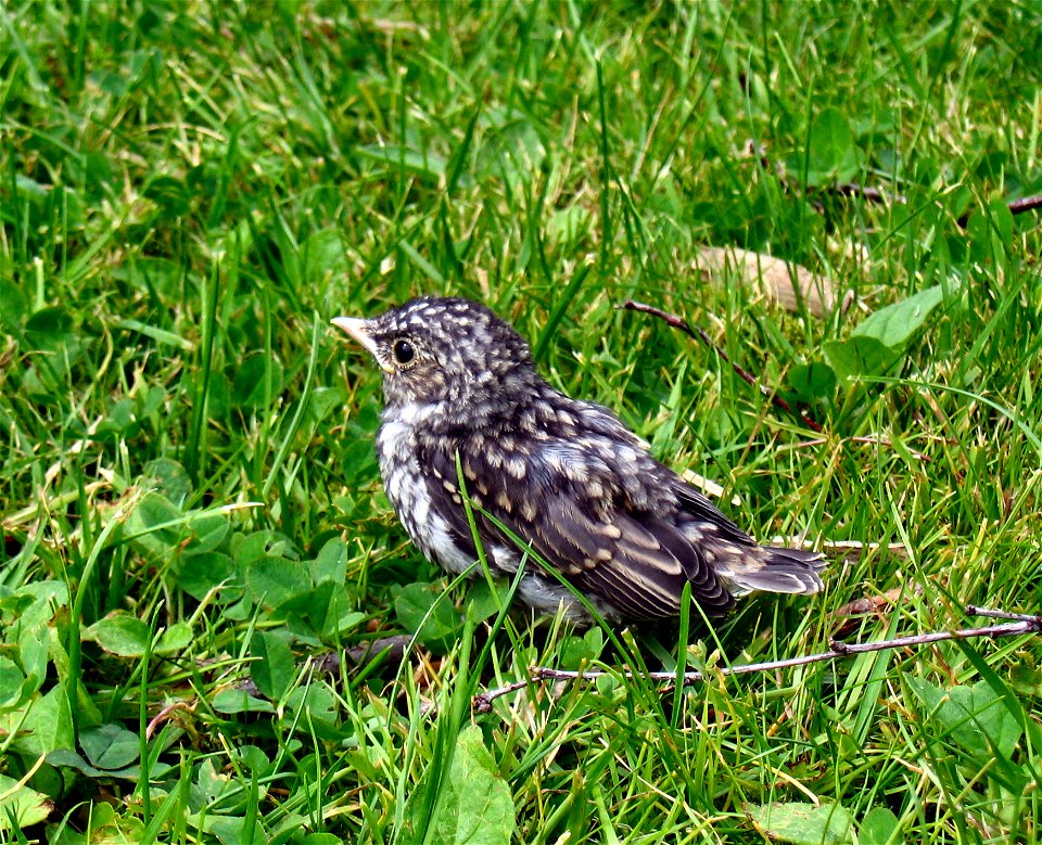 English:  Juvenile fieldfare (Turdus pilaris). Picture taken in Tjorn, western Sweden.Türkçe:  Bir Tarla ardıç kuşu