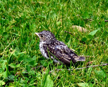 English: Juvenile fieldfare (Turdus pilaris). Picture taken in Tjorn, western Sweden.Türkçe: Bir Tarla ardıç kuşu photo