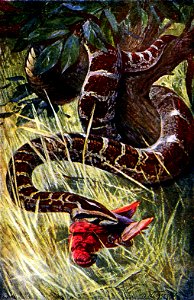 Drawing of a python (Python molurus) seizing a red parrot. photo