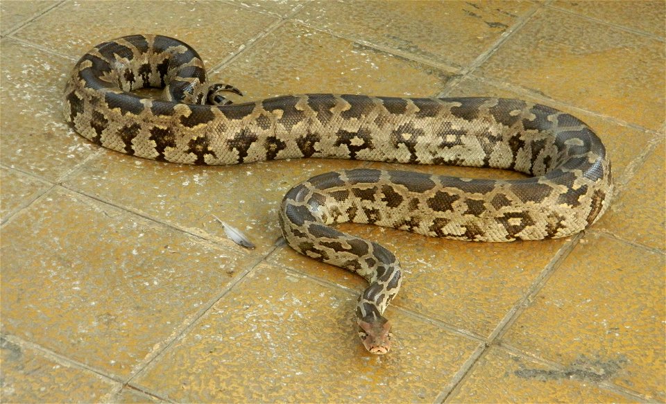 Indian python, found in the campus of IIT Bombay, India photo