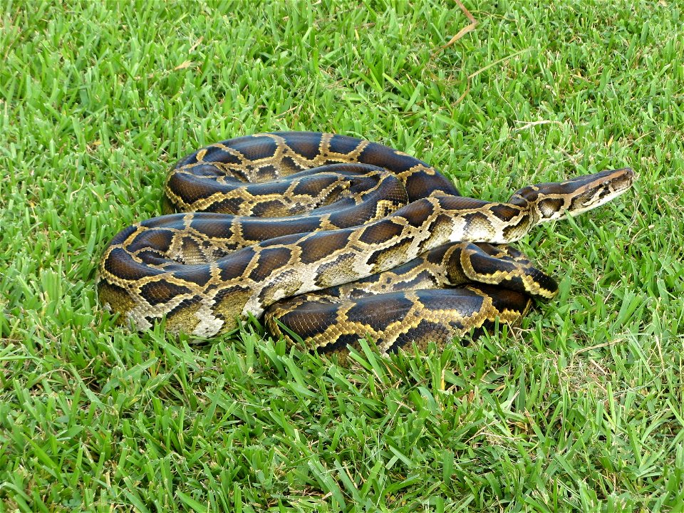 This Burmese python was captured in Everglades National Park in Florida, where the invasive snakes have established a large breeding population. (Susan Jewell/USFWS)
