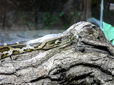 Image title: Snake reptile head
Image from Public domain images website, http://www.public-domain-image.com/full-image/fauna-animals-public-domain-images-pictures/reptiles-and-amphibians-public-domain