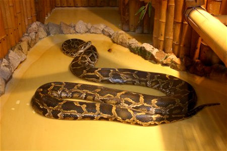 Burmese Python (Python molurus) in zoological garden in Gdańsk photo