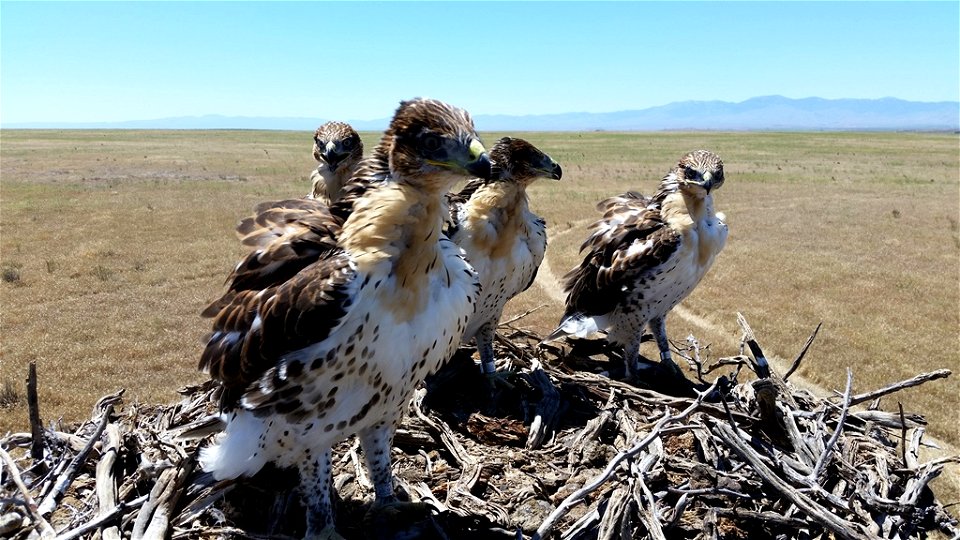 Ferruginous hawk nestlings in the Morley Nelson Snake River Birds of Prey National Conservation Area

You are welcome to use this photo with the following credit: Matthew Stuber, USFWS