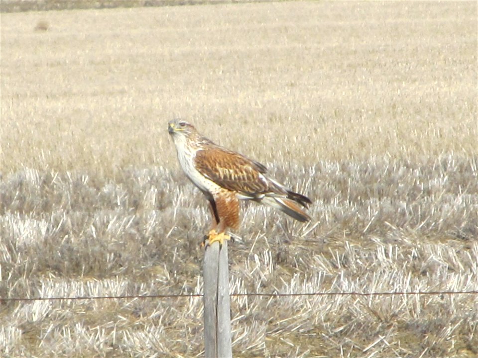 Ferruginous Hawk Chouteau County MT