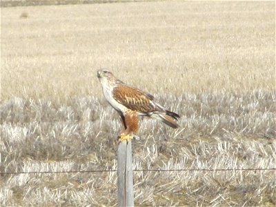 Ferruginous Hawk Chouteau County MT