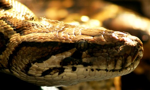 Invasive Burmese pythons have made a home in Florida, where they compete with and feed on native wildlife. The U.S. Department of Agriculture (USDA) Animal Plant Health and Inspection Service (APHIS) photo