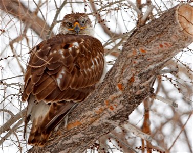 A hawk stares down from its perch in a tree at Rocky Mountain Arsenal National Wildlife Refuge. Photo Credit: USFWS / John Carr photo