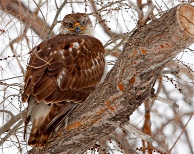 A hawk stares down from its perch in a tree at Rocky Mountain Arsenal National Wildlife Refuge.

Photo Credit: USFWS / John Carr