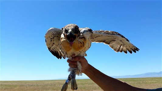 Ferruginous hawk nestlings in the Morley Nelson Snake River Birds of Prey National Conservation Area

You are welcome to use this photo with the following credit: Matthew Stuber, USFWS