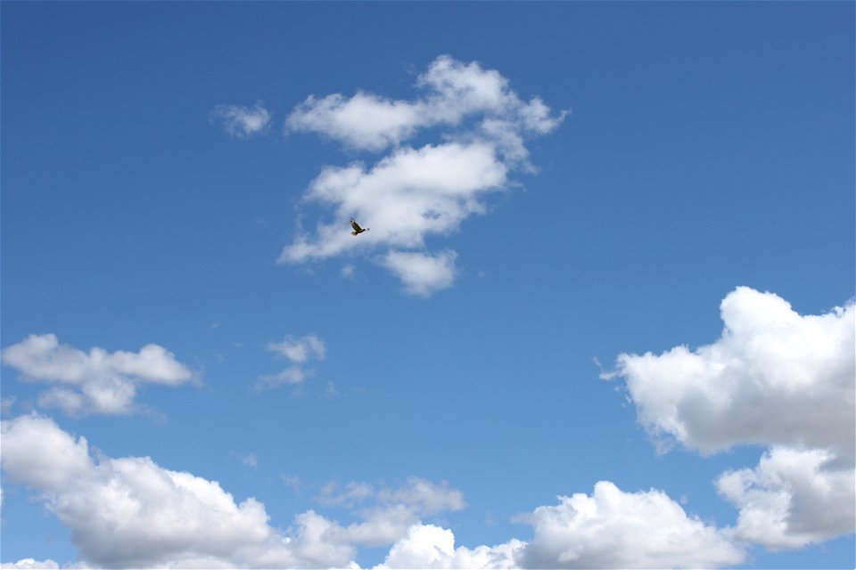 A Ferruginous hawk searches for food while flying high over upland habitat in Hill County, Montana that was preserved through the Wetlands Reserve Program (WRP) program. June 1, 2011.