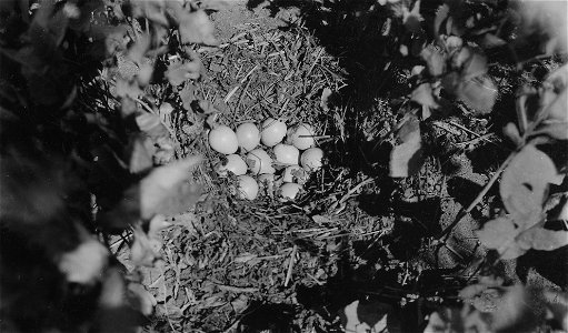 Photograph of Grey Partridge Nest