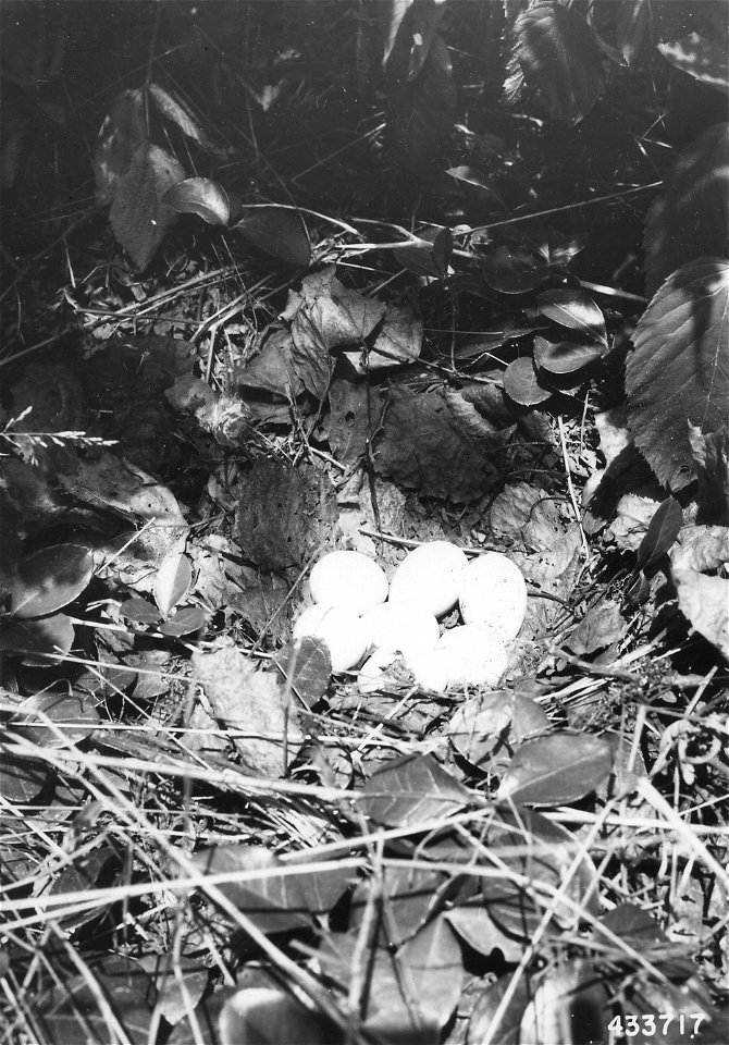 Photograph of Partridge Nest