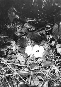 Photograph of Partridge Nest
