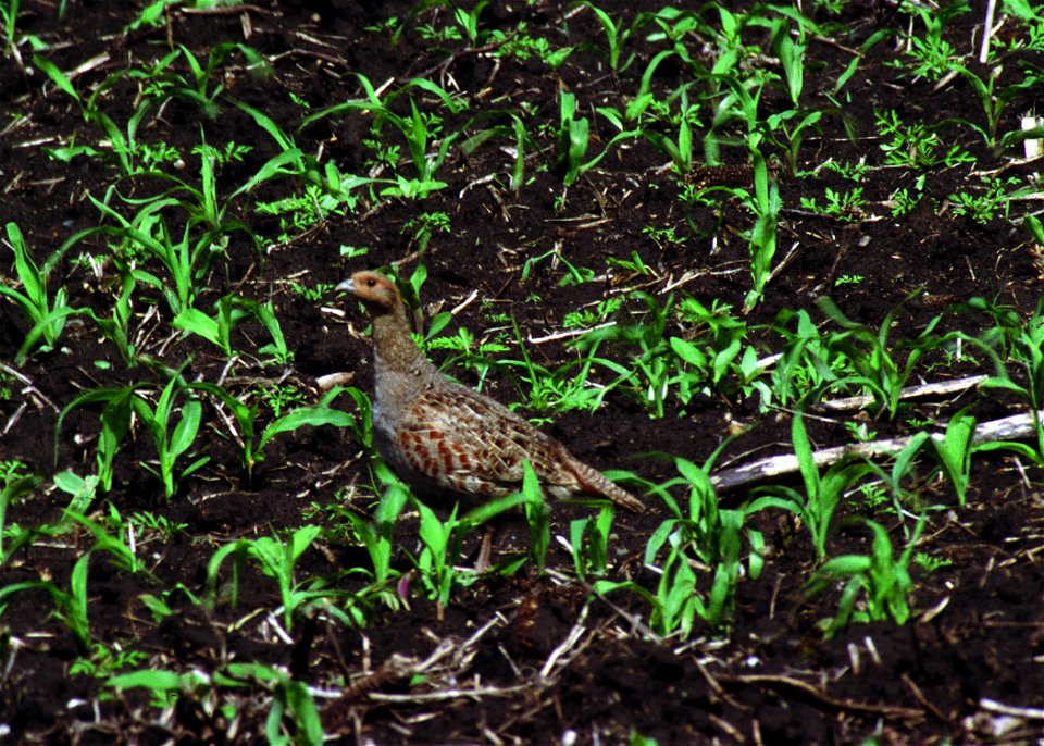 Grey Partridge in a South Dakota corn field.