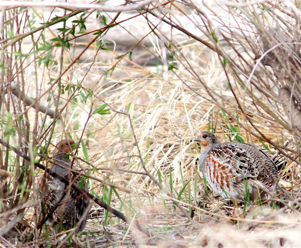 These gray partridge (Perdix perdix) were tough to spot under the trees along a wetland that was being surveyed for duck pairs in McIntosh County, North Dakota. Partridge are a game species that was i