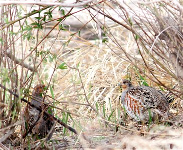These gray partridge (Perdix perdix) were tough to spot under the trees along a wetland that was being surveyed for duck pairs in McIntosh County, North Dakota. Partridge are a game species that was i