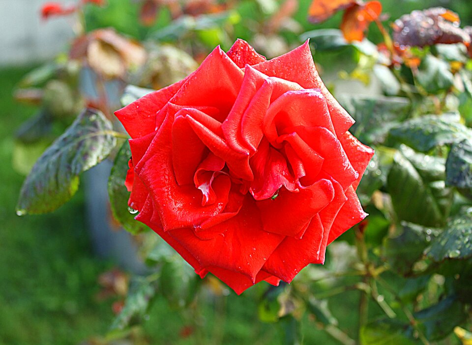 Garden fulfillment love