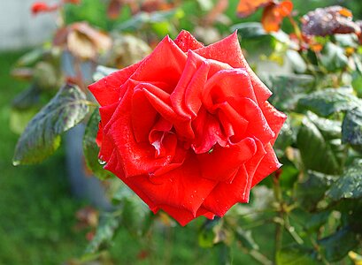 Garden fulfillment love