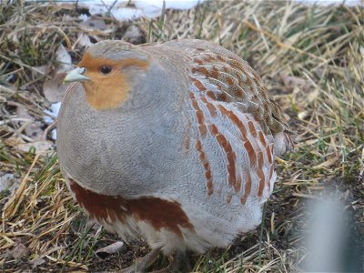 Hungarian partridge near Bozeman, Montana, March 2013.