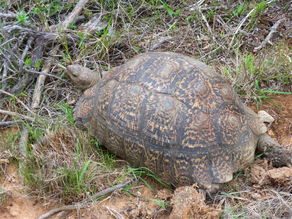 Tortue terrestre au Parc National Addo, Afrique du Sud