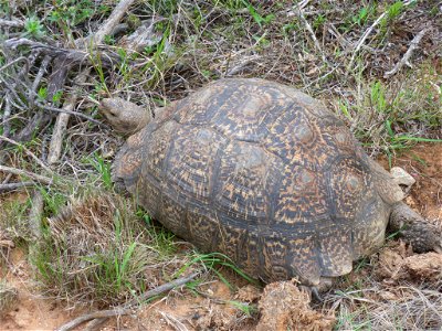 Tortue terrestre au Parc National Addo, Afrique du Sud