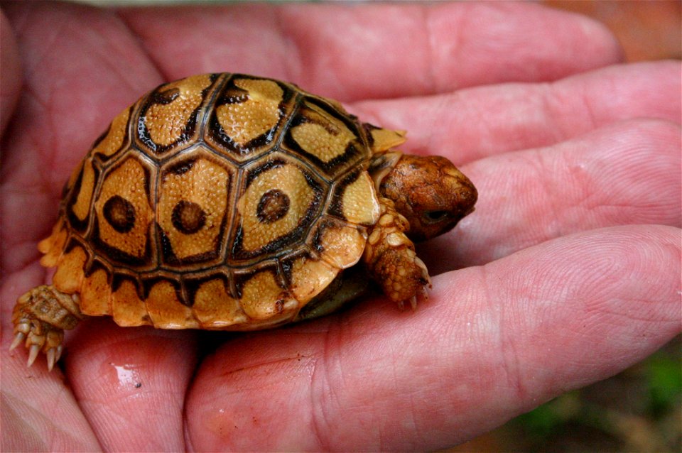 One month-old hatchling at Potgietersrust, Transvaal, South Africa