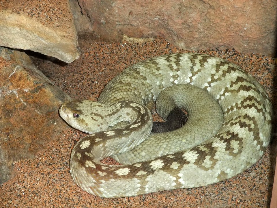 A photograph of Crotalus molossus.