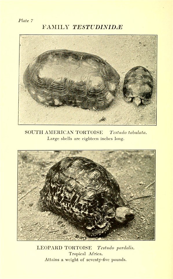 Reptiles of the world : tortoises and turtles, crocodilians, lizards and snakes of the eastern and western hemispheres / by Raymond L. Ditmars.