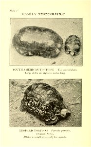 Reptiles of the world : tortoises and turtles, crocodilians, lizards and snakes of the eastern and western hemispheres / by Raymond L. Ditmars.