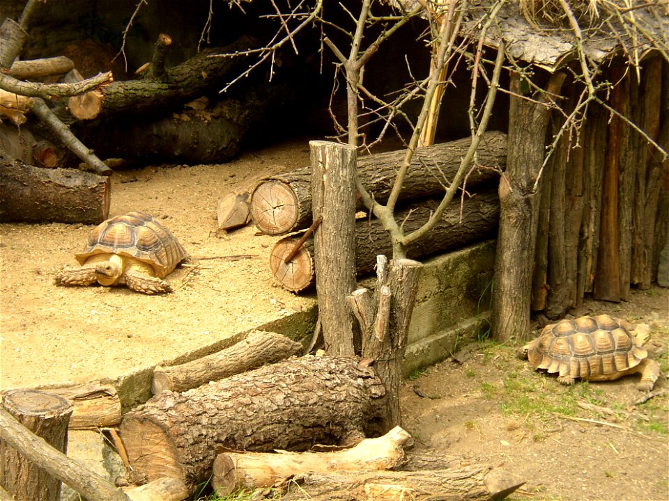 South African Leopard Tortoise (Geochelone pardalis pardalis); Zoopark in Zájezd, Kladno District, Czech Republic.