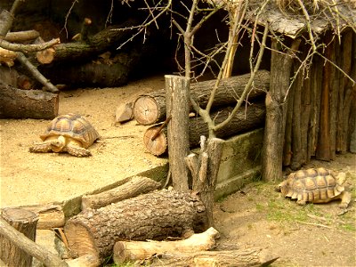 South African Leopard Tortoise (Geochelone pardalis pardalis); Zoopark in Zájezd, Kladno District, Czech Republic.