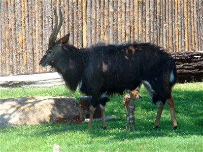 Male nyala and twin daughters (first recorded twins in captivity) at the San Diego Wild Animal Park